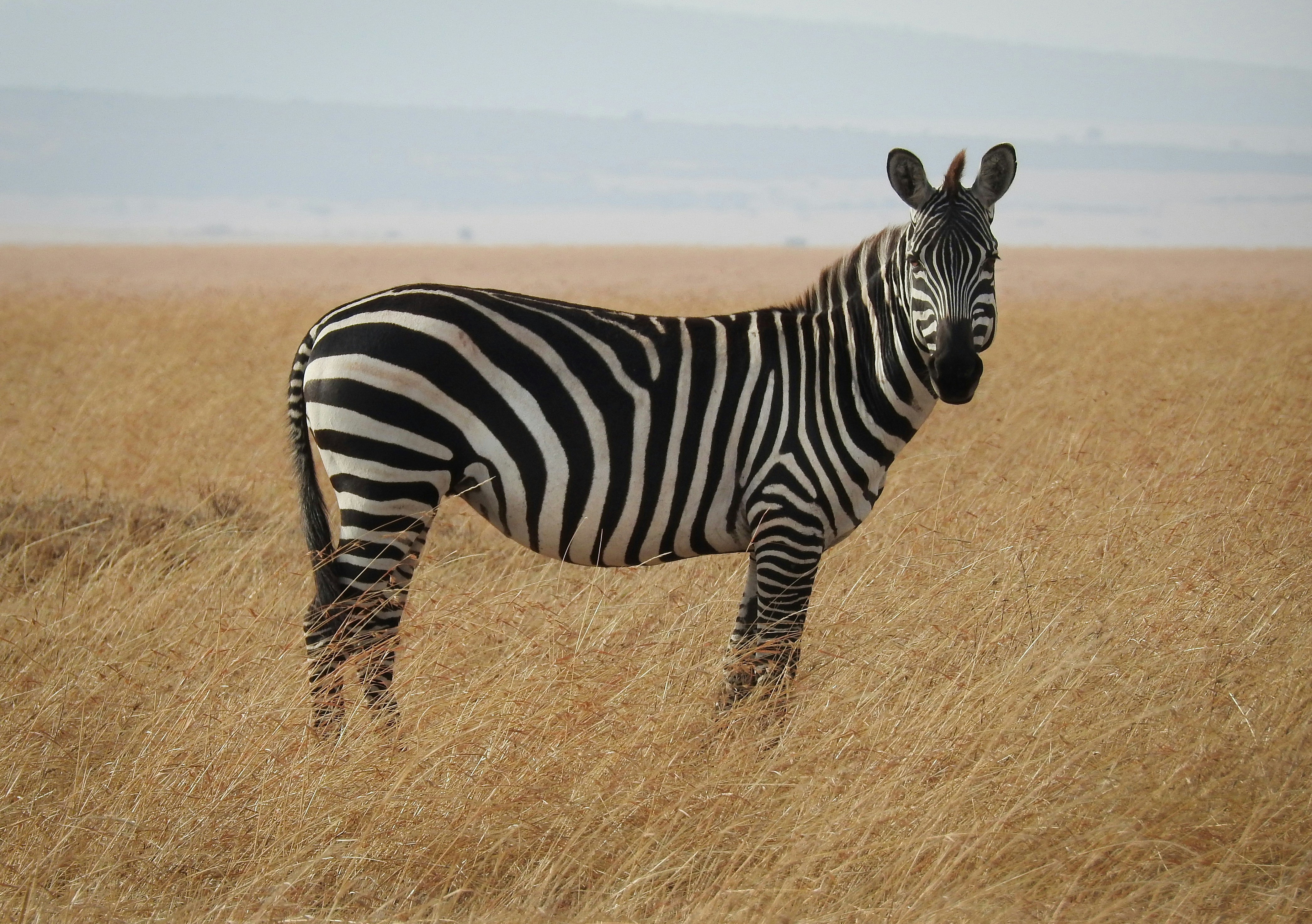 Neche Sar National Park
